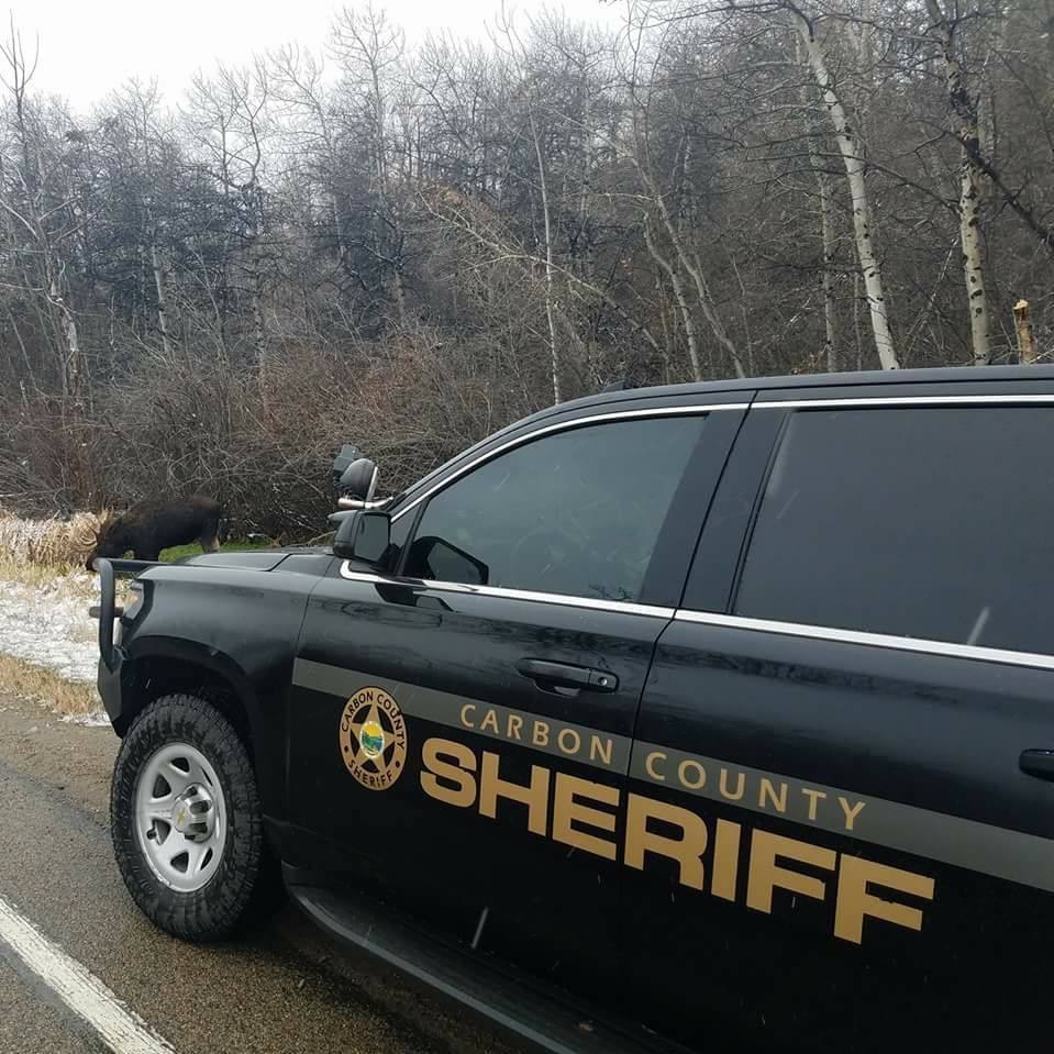 Carbon County Sheriff s Office CCSOMT Carbon County Sheriff s Office CCSOMT